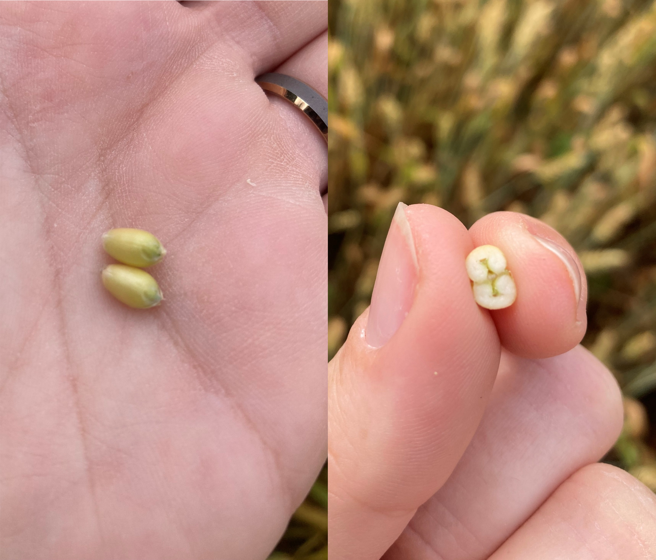 Wheat kernels held in someone's hand.